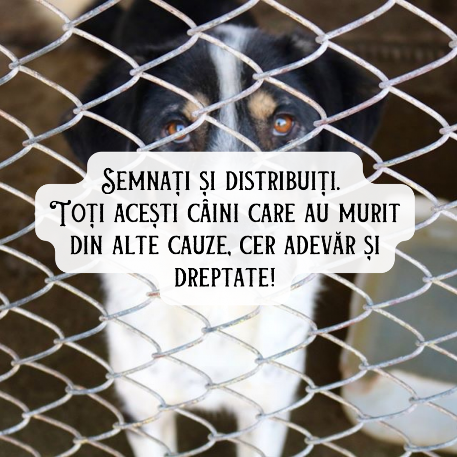 Semnați_și_distribuiți._Toți_acești_câini_care_au_murit_din_alte_cauze,_cer_adevăr_și_dreptate!_1.png