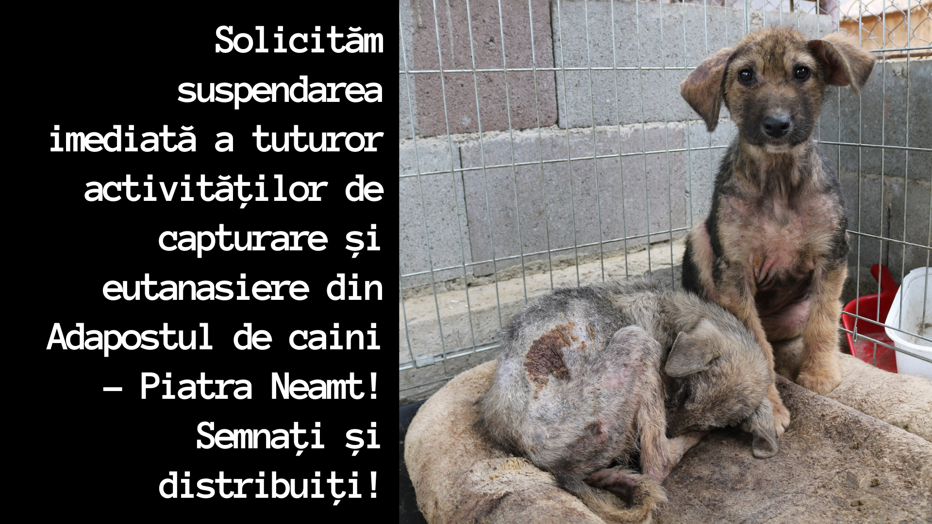Solicităm_suspendarea_imediată_a_tuturor_activităților_de_capturare_și_eutanasiere_din_Adăpostul_Municipal_Piatra_Neamț!_Semnați_și_distribuiţi!.png