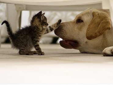 a_baa-Cute-Kitten-And-Dog-Friendsh.jpg