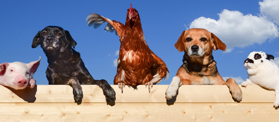 adobestock_124463500_tiere1.jpg