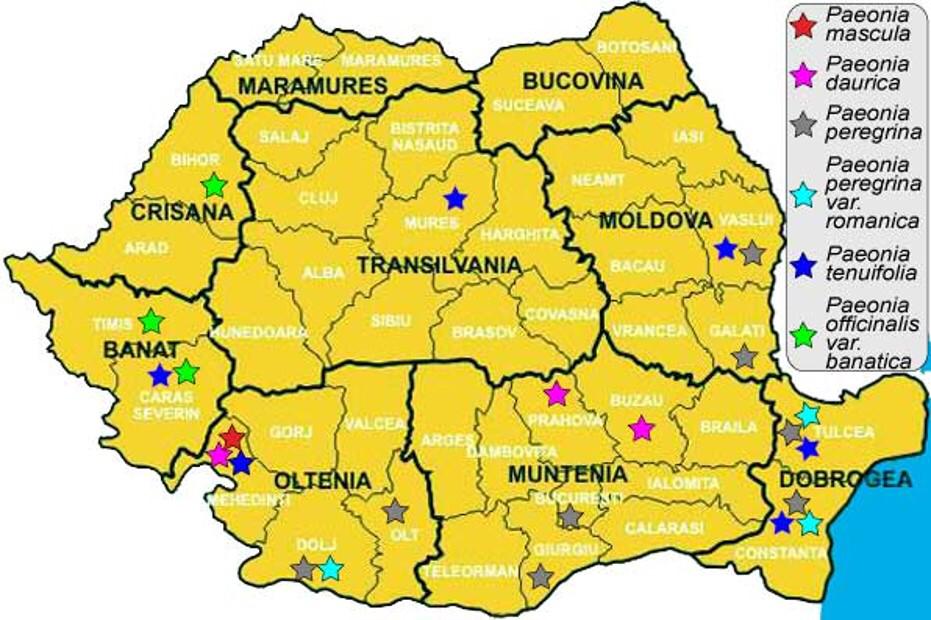 harta_bujorului_romanesc.jpeg