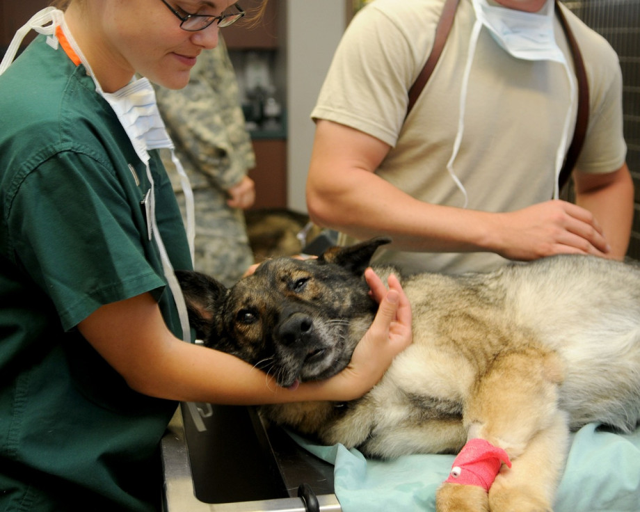 veterinary-85925_1280.jpg